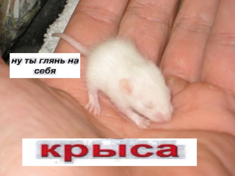alt