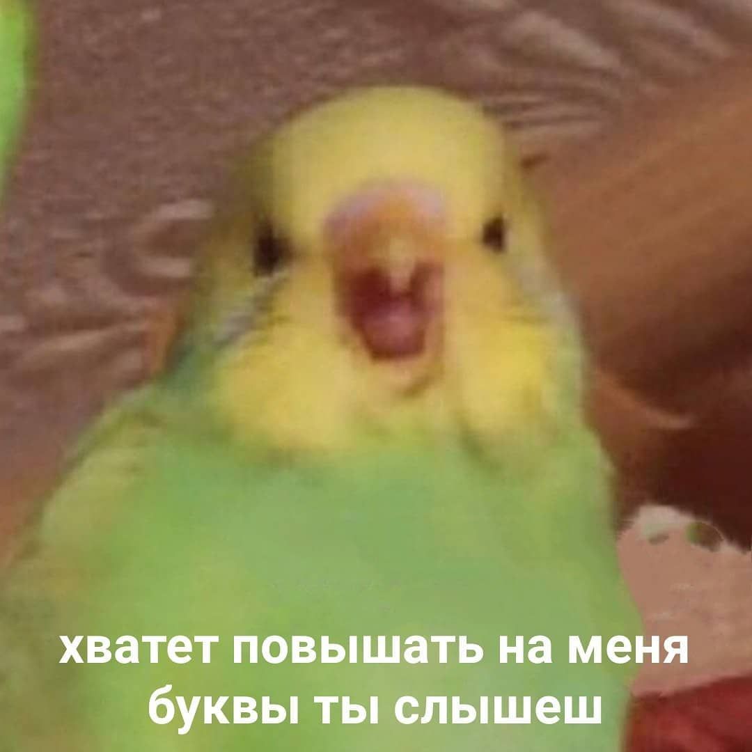 Пин на доске Мемы