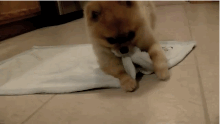 Just roll with it - GIF on Imgur