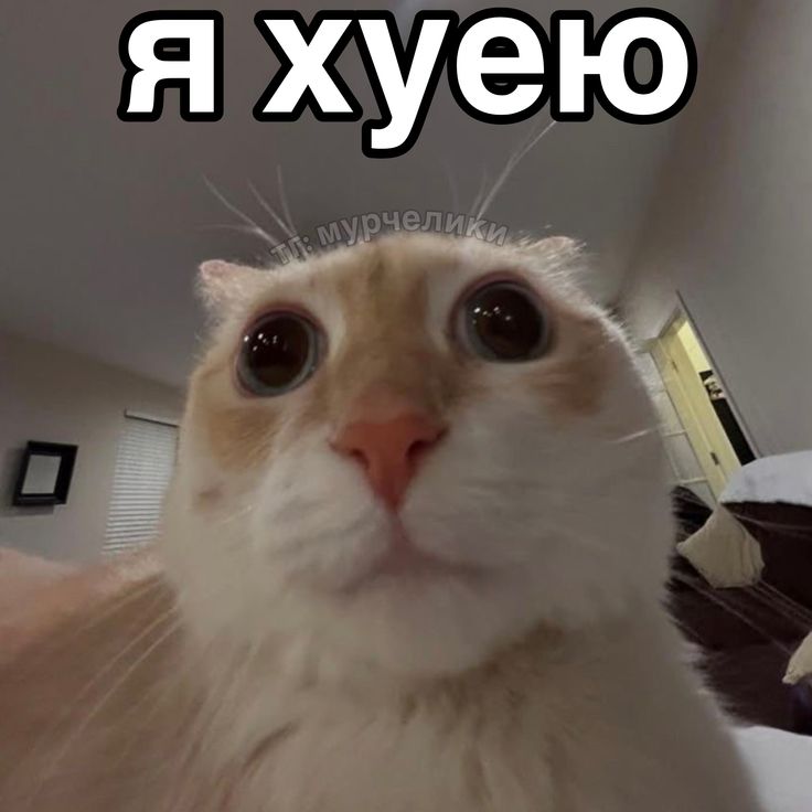 Изображение пина-истории