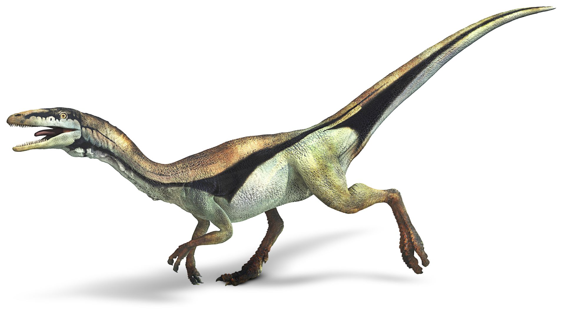 Мало динозавр. Compsognathus динозавр. Compsognathus longipes. Компсогнат Юрский период. Компсогнат мир Юрского периода.