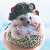 Tsunochka