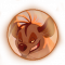 Shenzi профиль