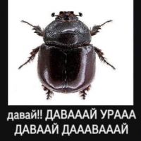 Мистер Бухло