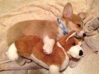 Энна Bear