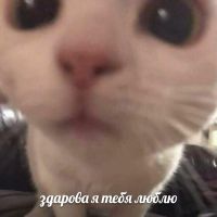 Мурзёныш