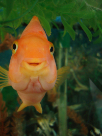 Slippery Fish