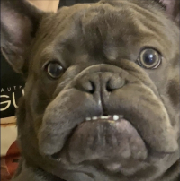 Loli