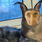 Обалдуй профиль