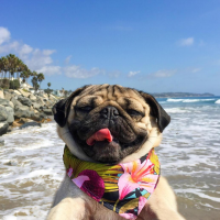 DUSTIN THE PUG