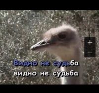 Цикорий