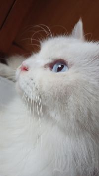 Sato профиль