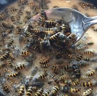 Amaya профиль