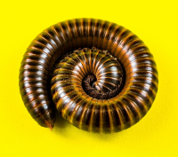 millipede
