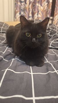 Лана