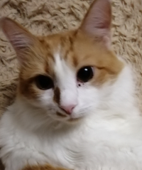 Nata