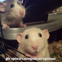 Мистер Мыш
