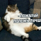 Жирный профиль