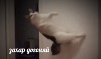 Дарья Пронина