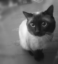 Nevermore