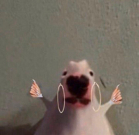 Rudi Boi