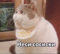 Ксюша Кусь