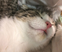 некотта чян